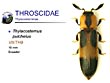 Thylacosternus pulchelus